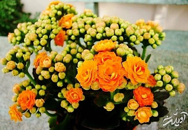 گیاه کالانکوئه